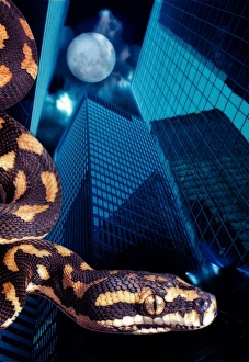 Related Images Gallery: Big Business