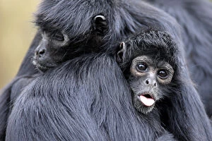 Images Dated 21st September 2012: Black-headed spider monkey
