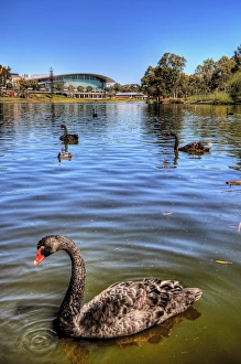 The black swan is a large waterbird, a species of swan, which breeds mainly in the southeast and southwest regions of Australia. Within Australia they are nomadic, with erratic migration patterns dependent upon climatic conditions. Black swans are large birds with mostly black plumage and red bills. They are monogamous breeders that share incubation duties and cygnet rearing between the sexes Black Swans at River Torrens with Adelaide Convention Centre in the Background, Elder Park, Adelaide, South Australia