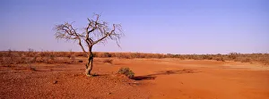A blistering outback sun beats down on a dead tree in the open desert A blistering outback sun beats down on a dead tree in the open desert