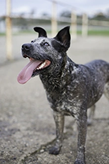 Blue Dog Blue Dog