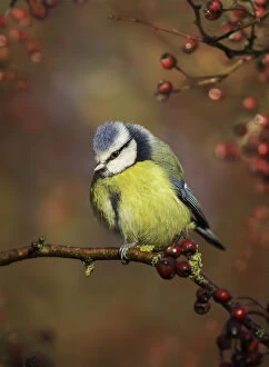 Images Dated 12th December 2014: Blue tit (Cyanistes caeruleus) on branch