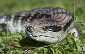 Blue-tongue skink (Tilaqua scincoides scincoides) Blue-tongue skink (Tilaqua scincoides scincoides)