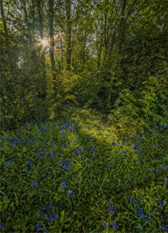The Common Gallery: Bluebells in bloom East Morden