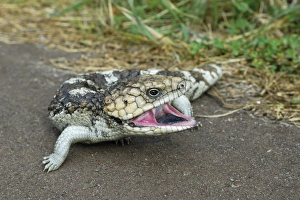 Bobtail Lizard, Stump-tailed Skink or Shingleback Skink (Tiliqua rugosa) Bobtail Lizard, Stump-tailed Skink or Shingleback Skink (Tiliqua rugosa)