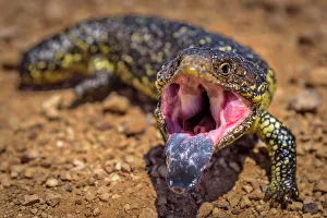 Bobtail (shingleback) skink at Eyre Peninsula, South Australia Bobtail (shingleback) skink at Eyre Peninsula, South Australia