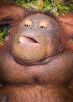 Images Dated 25th August 2014: Bornean Orangutan chilling out