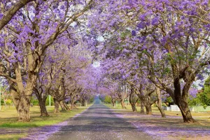 Prints of Beautiful Purple jacaranda Trees in full bloom, Grafton, Australia Botanical Prints: Beautiful Purple Jacaranda Tree Print