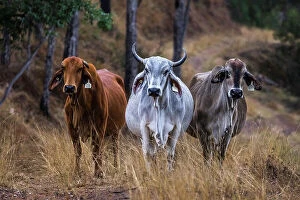 Nicky Dowling Landscapes Gallery: Brahman beef cattle