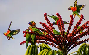 Bright & Colourful Rainbow Lorikeets matching the flowers Bright & Colourful Rainbow Lorikeets matching the flowers