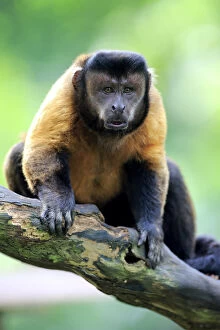 Images Dated 23rd March 2016: Brown Capuchin, (Cebus apella)