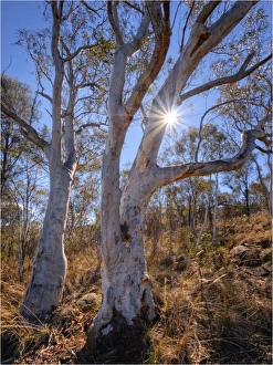 Bushland on Mount Ainslie, Canberra, ACT, Australia Bushland on Mount Ainslie, Canberra, ACT, Australia