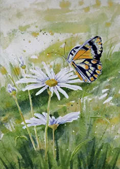 Butterfly Resting on a White Daisy Flower Watercolor Painting Butterfly Resting on a White Daisy Flower Watercolor Painting