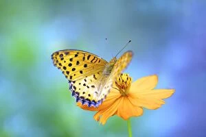 Images Dated 27th July 2013: A butterfly on a yellow cosmos