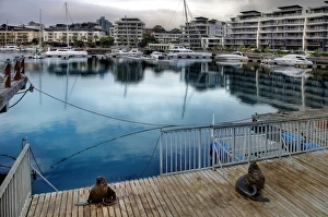 The Cape Fur Seals At Victoria & Alfred Waterfront, Cape Town, South Africa The Cape Fur Seals At Victoria & Alfred Waterfront, Cape Town, South Africa