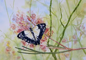Caper White Butterfly Resting on a Grevillea Flower Watercolor Painting Caper White Butterfly Resting on a Grevillea Flower Watercolor Painting