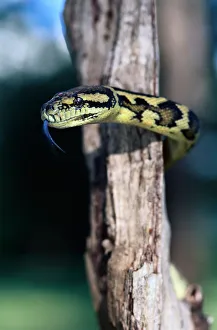 Carpet python (Morelia spilota variegata) on tree trunk, Australia Carpet python (Morelia spilota variegata) on tree trunk, Australia