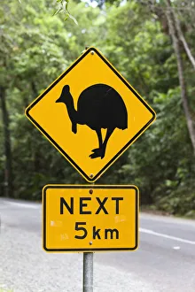 Cassowary warning sign in the rainforest, Daintree National Park, northern Queensland Cassowary warning sign in the rainforest, Daintree National Park, northern Queensland