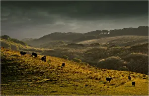 Cattle grazing in afternoon light on King Island, Bass Strait, Tasmania Cattle grazing in afternoon light on King Island, Bass Strait, Tasmania