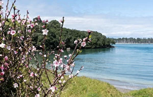 Images Dated 22nd September 2018: Cherry blossom at Anzac Bay, Bowentown
