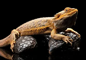 Close up of an Australian Water Dragon sitting on a Shingleback Skink against a black Close up of an Australian Water Dragon sitting on a Shingleback Skink against a black