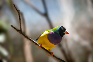Close Up of a Black Headed Male Gouldian Finch Near Katherine, Northern Territory Close Up of a Black Headed Male Gouldian Finch Near Katherine, Northern Territory