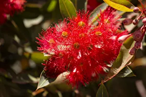 Close up of Red Corymbia ficifolia (formerly Eucalyptus), Red Flowering Gum flower head Close up of Red Corymbia ficifolia (formerly Eucalyptus), Red Flowering Gum flower head