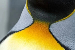 King Penguin Gallery: Close-up of the colorful neck feathers of a King Penguin