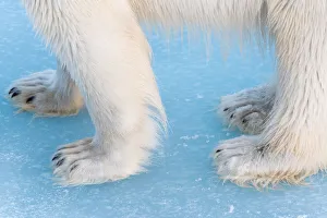 Close-up of polar bear paws