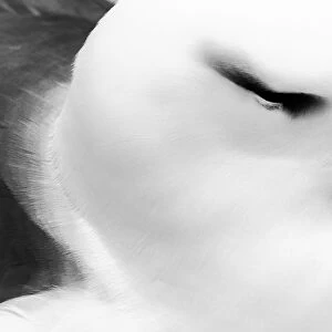 Images Dated 14th January 2014: Close-up portrait of black-browed albatross