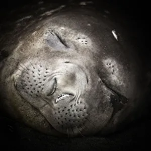 Images Dated 20th January 2014: Close-up portrait of a sleeping elephant seal