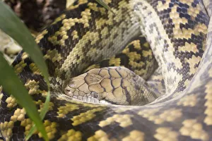 Related Images Gallery: Close-up of python