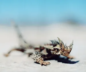 Close-up of a thorny devil lizard, moloch horridus, in Australia Close-up of a thorny devil lizard, moloch horridus, in Australia