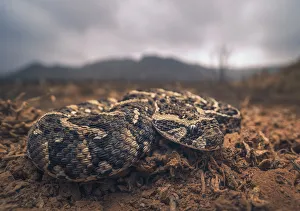 Closeup of a young puff adder (Bitis arietans) in Morocco, with mountain and stormy sky background Closeup of a young puff adder (Bitis arietans) in Morocco, with mountain and stormy sky background