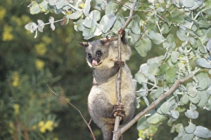 Common brushtail possum (Trichosurus vulpecula) in tree, Australia Common brushtail possum (Trichosurus vulpecula) in tree, Australia