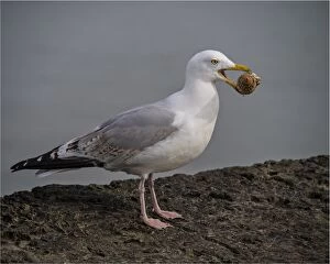 The Common Gallery: Common Gull with a sea-shell, Lyme Regis, Dorset, England