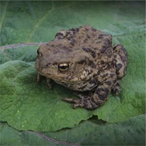 The Common Gallery: Common toad, Dorset, England, United Kingdom