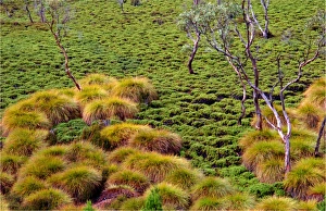 Coral ferns, Cradle mountain, central Tasmania Coral ferns, Cradle mountain, central Tasmania