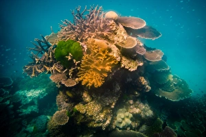 Coral stack at Great Barrier Reef, queensland Coral stack at Great Barrier Reef, queensland