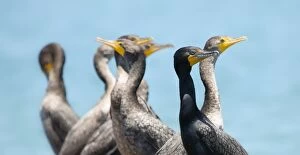 Images Dated 5th May 2012: Cormorants