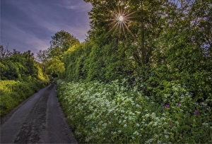 The Common Gallery: Country lane, East Morden