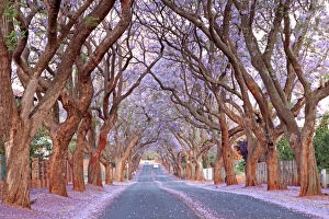 Pretoria Gallery: Country road and Jacaranda trees, Pretoria, South Africa