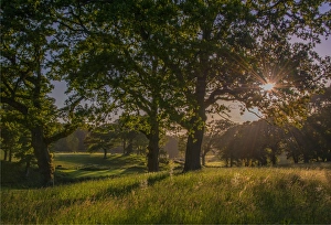 The Common Gallery: Country scene creech