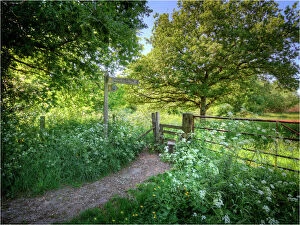 A countryside laneway in Dorset, England