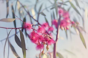 Crimson eucalyptus flowers bursting into bloom Crimson eucalyptus flowers bursting into bloom