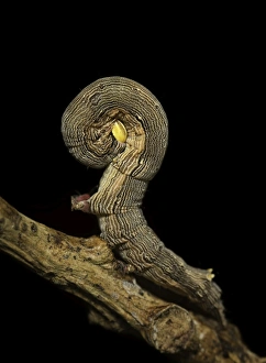 Animals/kristian bell photography/crypsis moth looper caterpillar Animals/kristian bell photography/crypsis moth looper caterpillar