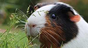 Curious Guinea Pig