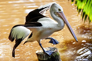 A Dancing Pelican in Cairns, Queensland, Australia A Dancing Pelican in Cairns, Queensland, Australia