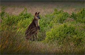 Dawn in the Wilsons Promotory national park with a curious Grey Kangaroo keeping watch, southern Victoria Dawn in the Wilsons Promotory national park with a curious Grey Kangaroo keeping watch, southern Victoria