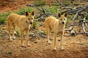 Images Dated 18th September 2016: Dingos